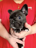 Girl 4, a female French Bulldog for sale in West Chicago, IL – 3 of 8