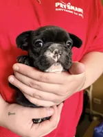 Girl 3, a female French Bulldog for sale in West Chicago, IL – 5 of 10