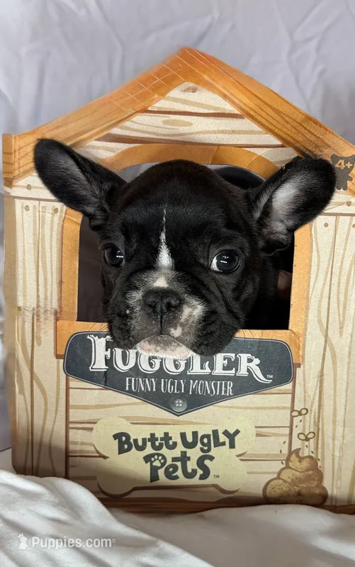 Boy 2 – French Bulldog puppy for sale in West Chicago, IL