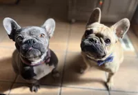 Boy 2, a male French Bulldog for sale in West Chicago, IL – 8 of 9
