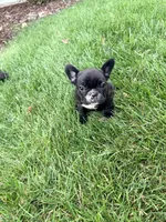 Girl 3, a female French Bulldog for sale in West Chicago, IL – 6 of 10