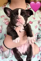 Girl 1, a female French Bulldog for sale in West Chicago, IL – 2 of 8