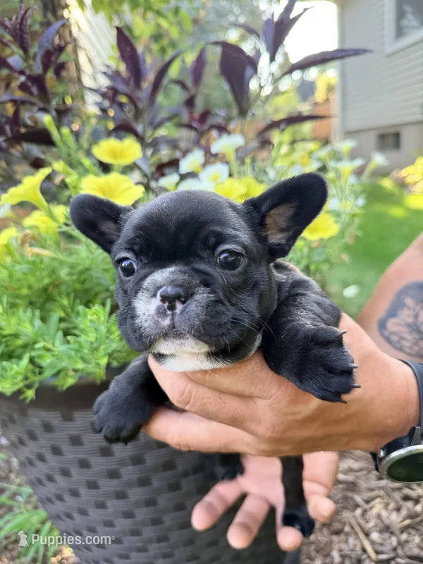 Girl 3 – French Bulldog puppy for sale in West Chicago, IL