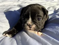 Boy 2, a male French Bulldog for sale in West Chicago, IL – 3 of 9