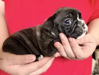 Boy 2, a male French Bulldog for sale in West Chicago, IL – 4 of 9