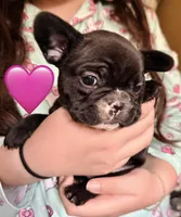 Girl 3, a female French Bulldog for sale in West Chicago, IL – 2 of 10