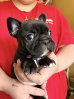 Girl 4, a female French Bulldog for sale in West Chicago, IL – 4 of 8