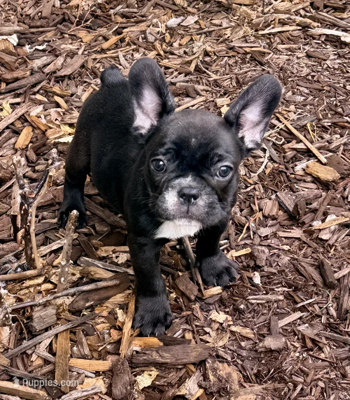 Girl 3 – French Bulldog puppy for sale in West Chicago, IL