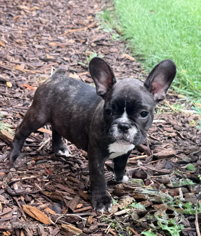 Boy 2 – French Bulldog puppy for sale in West Chicago, IL
