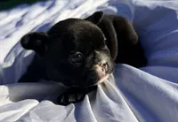 Girl 3, a female French Bulldog for sale in West Chicago, IL – 3 of 10