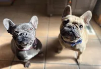 Boy 2, a male French Bulldog for sale in West Chicago, IL – 9 of 9