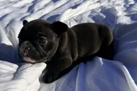 Girl 3, a female French Bulldog for sale in West Chicago, IL – 4 of 10