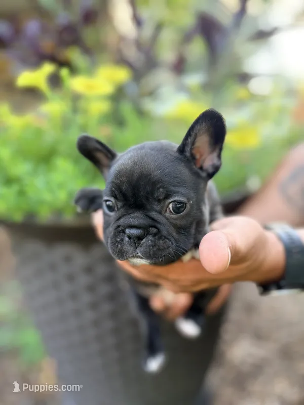 Girl 4 – French Bulldog puppy for sale in West Chicago, IL