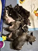 Girl 3, a female French Bulldog for sale in West Chicago, IL – 8 of 10