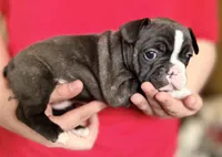 Girl 1, a female French Bulldog for sale in West Chicago, IL – 3 of 8