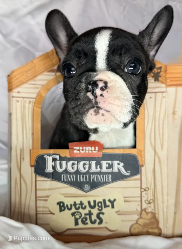 Girl 1 – French Bulldog puppy for sale in West Chicago, IL