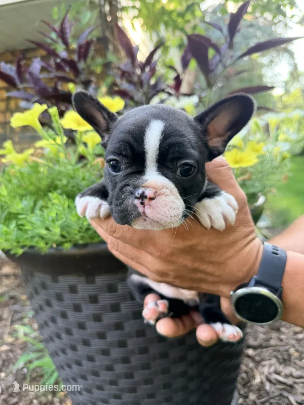 Girl 1 – French Bulldog puppy for sale in West Chicago, IL
