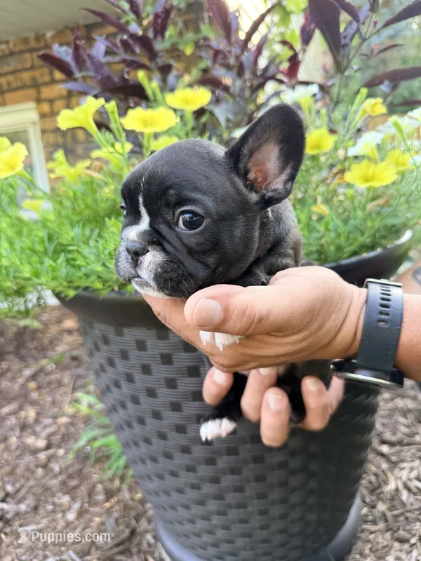 Boy 2 – French Bulldog puppy for sale in West Chicago, IL