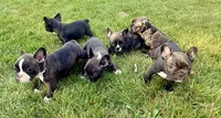 Boy 2, a male French Bulldog for sale in West Chicago, IL – 7 of 9