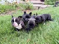Girl 4, a female French Bulldog for sale in West Chicago, IL – 6 of 8