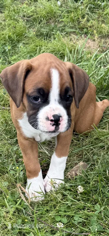 Penelope (Penny) – Boxer puppy for sale in St. Louis, MO
