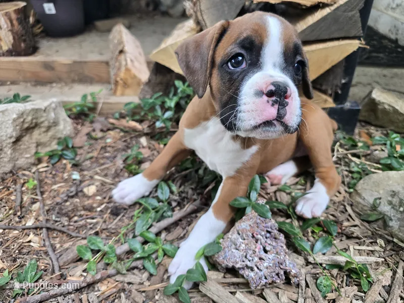 Penelope (Penny) – Boxer puppy for sale in St. Louis, MO