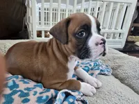 Penelope (Penny), a female Boxer for sale in St. Louis, MO – 4 of 6