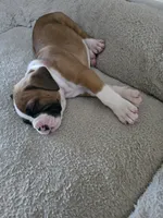 Bronco , a male Boxer for sale in St. Louis, MO – 4 of 4