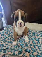 Penelope (Penny), a female Boxer for sale in St. Louis, MO – 3 of 6