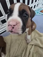 Athena, a female Boxer for sale in St. Louis, MO – 2 of 4