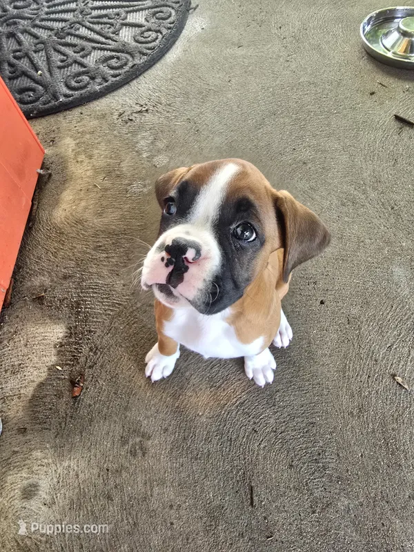 Penelope (Penny) – Boxer puppy for sale in St. Louis, MO