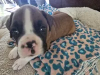 Penelope (Penny), a female Boxer for sale in St. Louis, MO – 1 of 6
