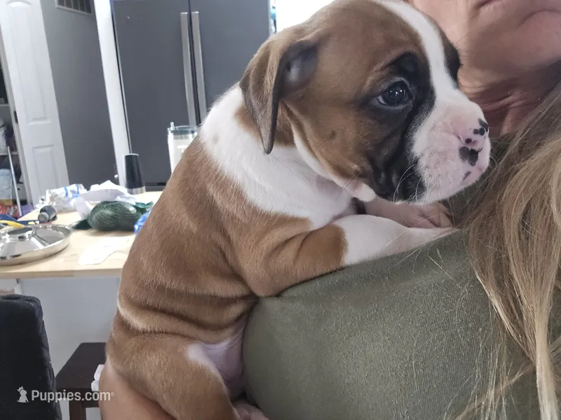 Bronco  – Boxer puppy for sale in St. Louis, MO