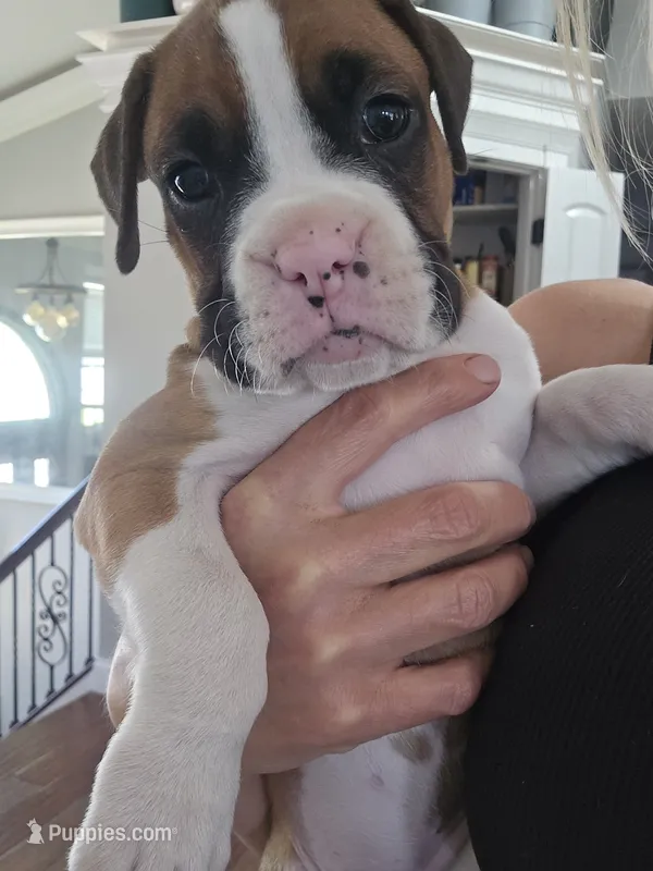 Athena – Boxer puppy for sale in St. Louis, MO