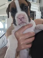 Athena, a female Boxer for sale in St. Louis, MO – 1 of 4