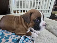 Penelope (Penny), a female Boxer for sale in St. Louis, MO – 5 of 6
