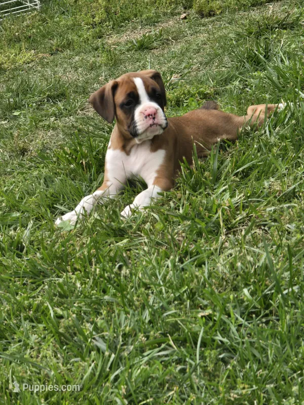 Athena – Boxer puppy for sale in St. Louis, MO