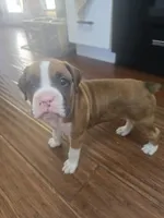 Athena, a female Boxer for sale in St. Louis, MO – 4 of 4