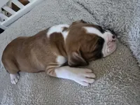 Bronco , a male Boxer for sale in St. Louis, MO – 2 of 4