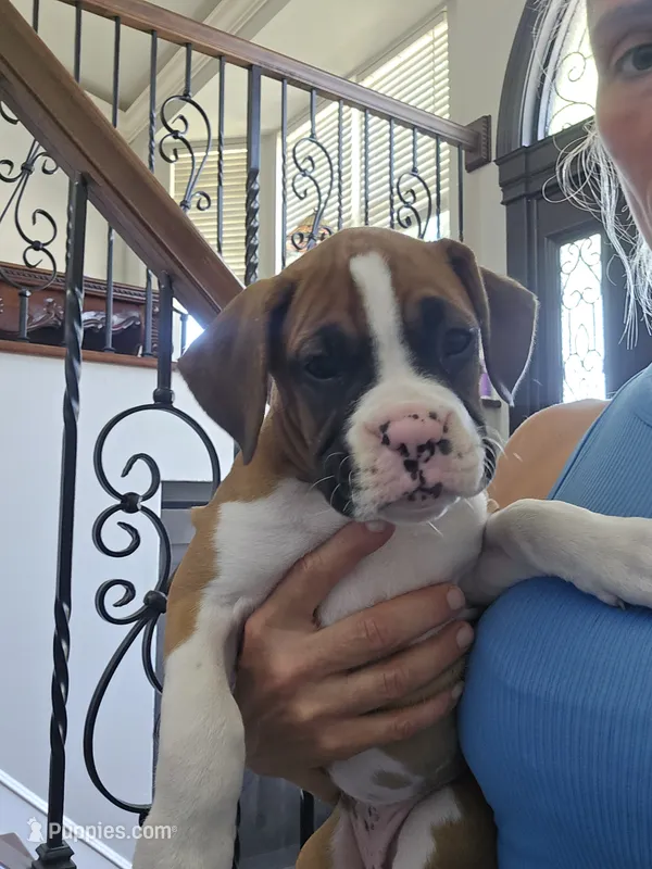 Athena – Boxer puppy for sale in St. Louis, MO