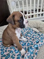Penelope (Penny), a female Boxer for sale in St. Louis, MO – 6 of 6