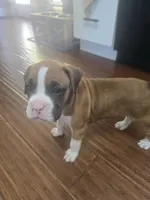 Athena, a female Boxer for sale in St. Louis, MO – 3 of 4