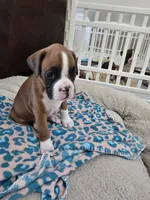 Penelope (Penny), a female Boxer for sale in St. Louis, MO – 2 of 6