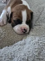 Bronco , a male Boxer for sale in St. Louis, MO – 3 of 4