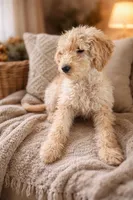 Boa, a female Goldendoodle for sale in Hillsborough, NH – Photo 1 of 2