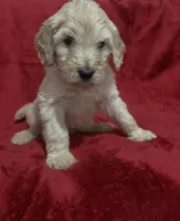 Cupid, a male Goldendoodle for sale in Hillsborough, NH – Photo 1 of 2