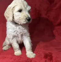 Cupid, a male Goldendoodle for sale in Hillsborough, NH – Photo 2 of 2