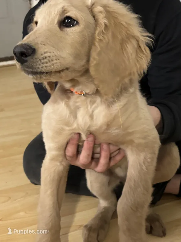 Arrow  – Goldendoodle puppy for sale in Hillsborough, NH