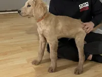 Arrow , a male Goldendoodle for sale in Hillsborough, NH – Photo 2 of 2