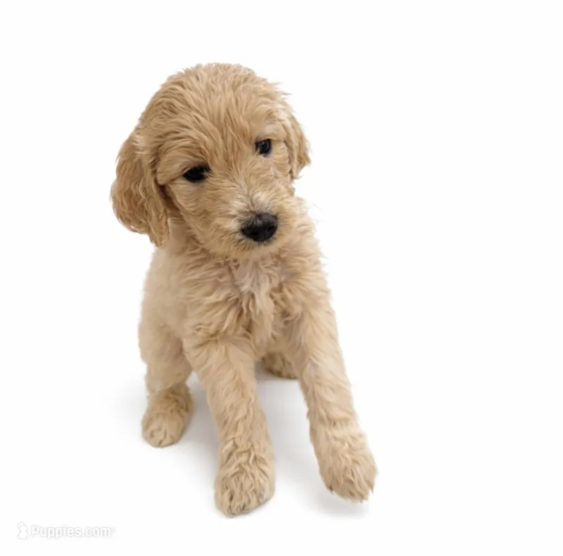 Love , a female Goldendoodle for sale in Hillsborough, NH – Photo 1 of 1